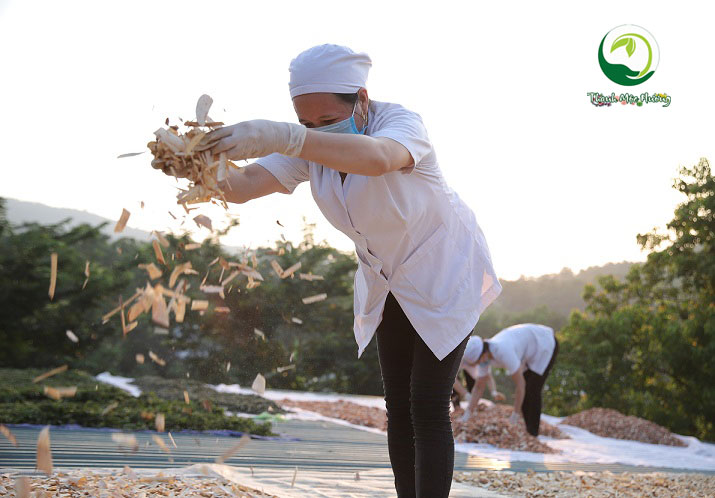 sơ chế thảo mộc thanh mộc hương