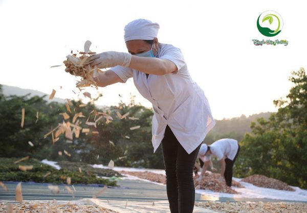 sơ chế thảo mộc sản suất kem bôi da thuần mộc thanh mộc hương