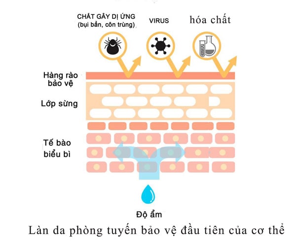 làn da phòng tuyến bảo vệ đầu tiên của cơ thể
